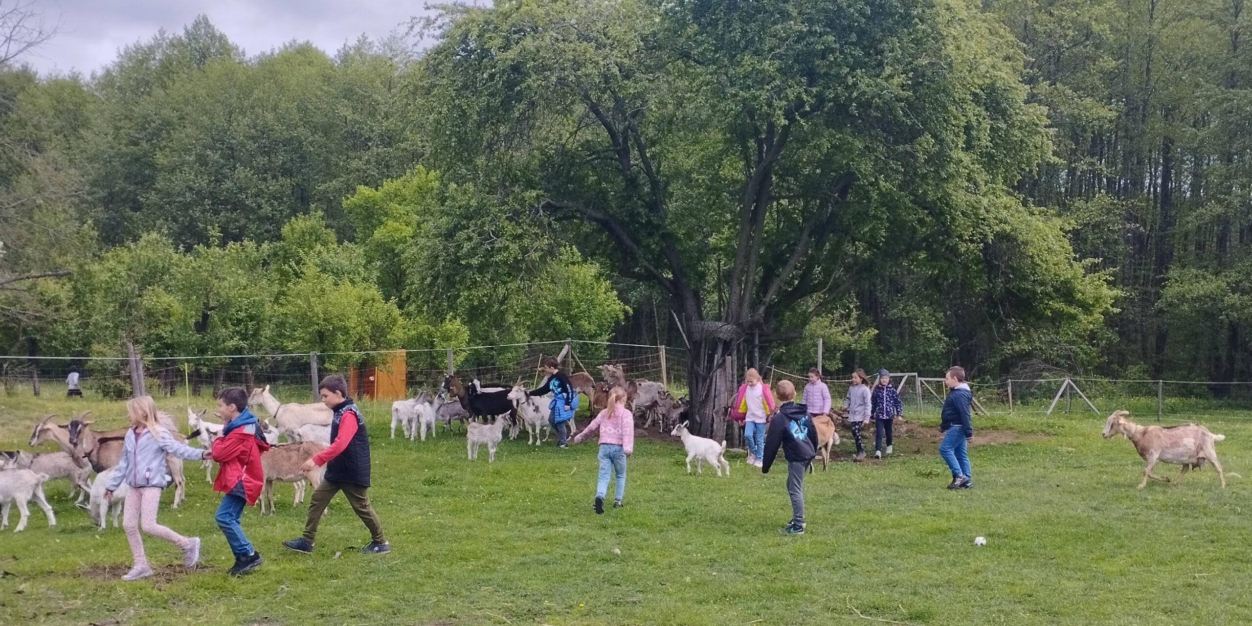 Dzieci biegają po łące wśród kóz w Hałaśliwej Zagrodzie